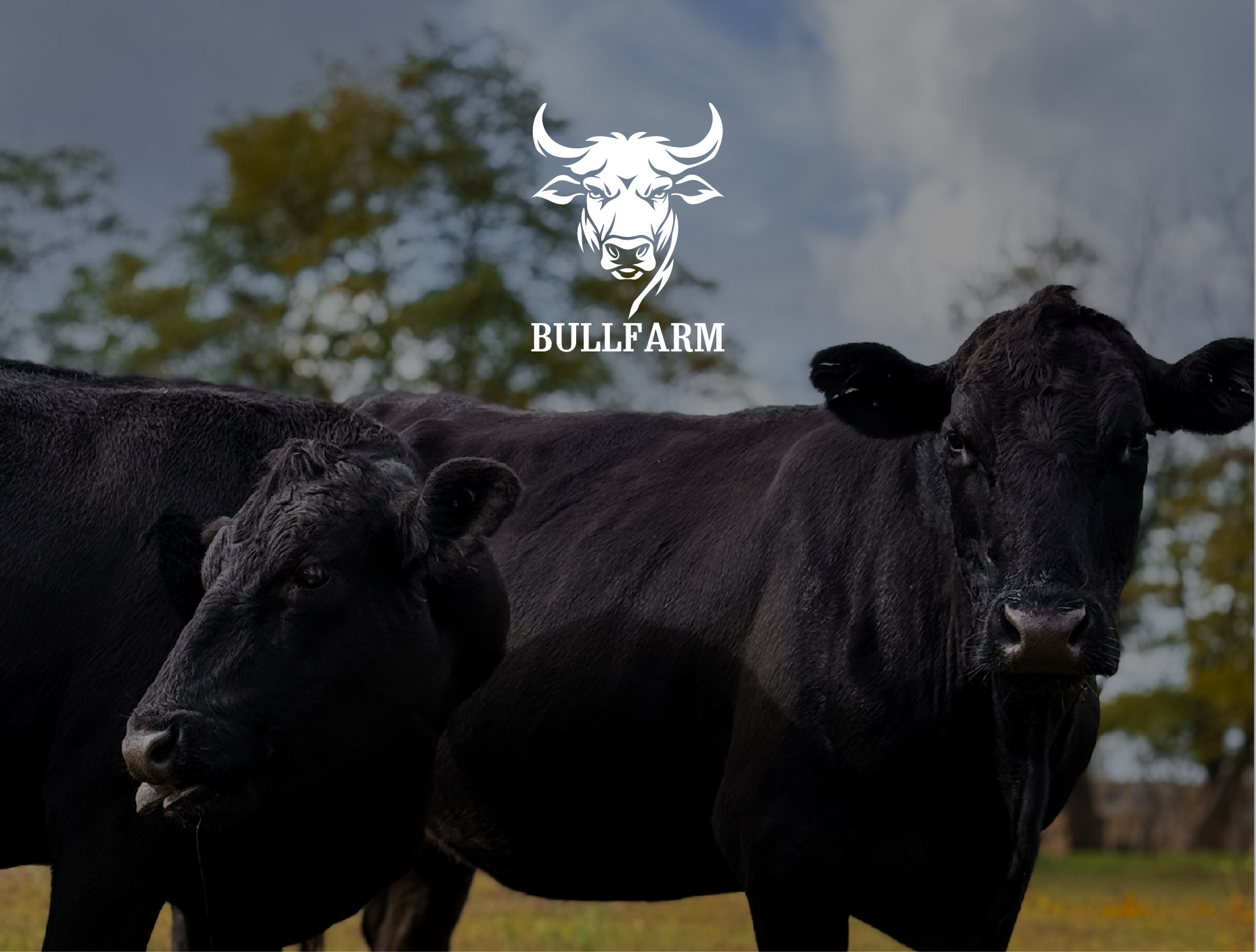 Брендинг Bullfarm